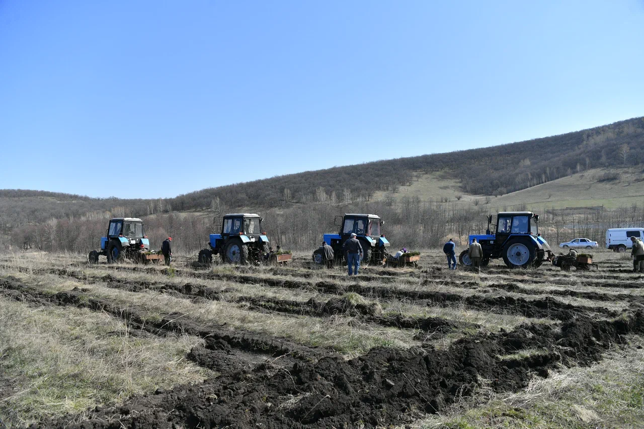 Романовский лесхоз Саратовской области. Пугачевское лесничество Саратовской области.