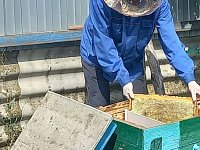 Недоброкачественной продукции пчеловодства не выявлено