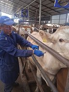 Ветеринарные специалисты Новобурасской станции по борьбе с болезнями животных приступили к плановым мероприятиям по диагностике туберкулеза у крупного рогатого скота в хозяйствах района 