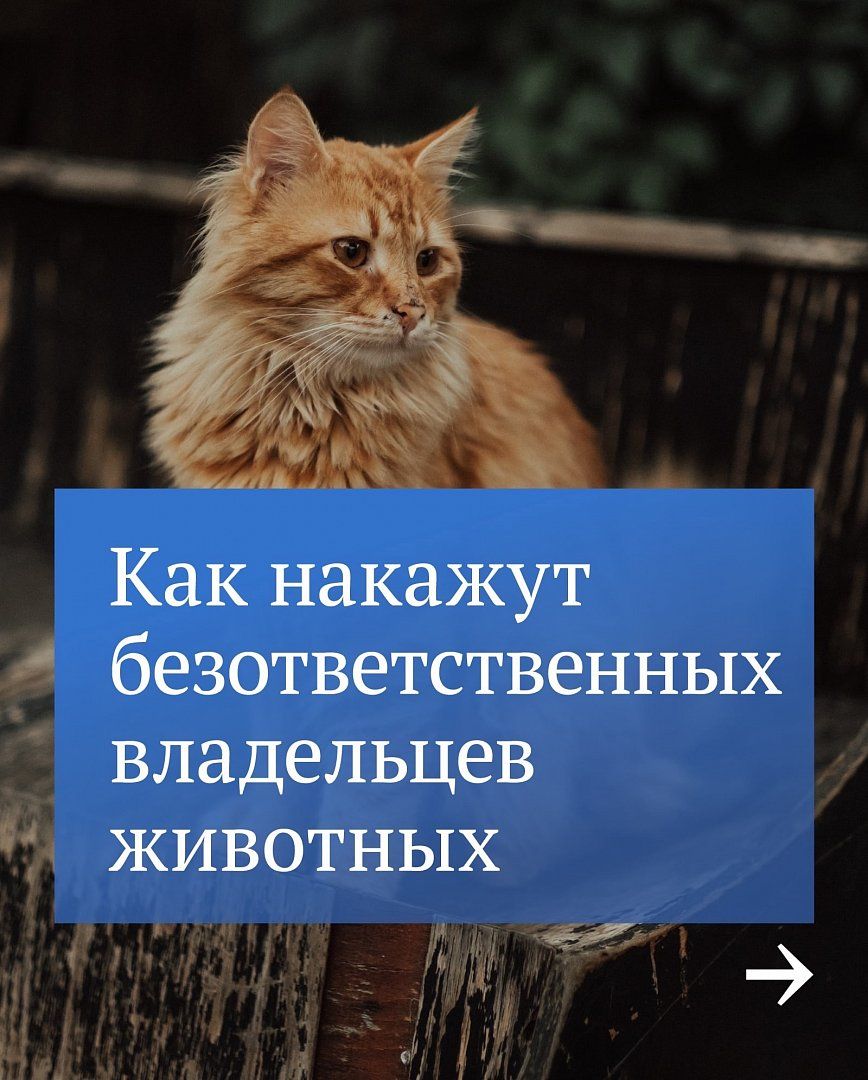 Картинки с надписями. Мы в ответе за тех, кого приручили.