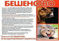 ВНИМАНИЕ: БЕШЕНСТВО