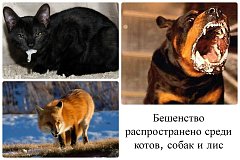 Избежать заболевание бешенством может только профилактическая вакцинация!