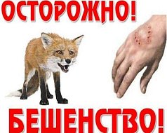 Избежать заболевание бешенством может только профилактическая вакцинация!