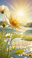 Лето, бабочки, цветы