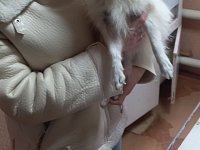 Продолжается вакцинация животных против бешенства