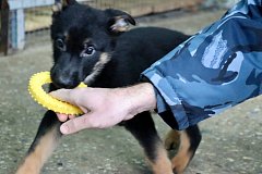 Саратовские щенки поедут служить в Херсонскую область и ДНР