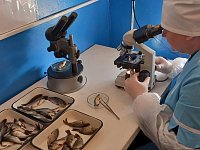 При межхозяйственных перевозках необходимо оформить сопроводительные документы