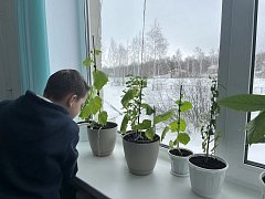 Маленькие огородники, большой урожай: как на Экостанции растят огурцы… на подоконнике