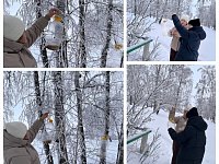 Поддерживают птичек зимой