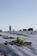 В Саратовской области высадили лавандовые поля