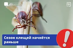 Клещи проснутся рано из-за тёплой зимы, предупреждает Роспотребнадзор