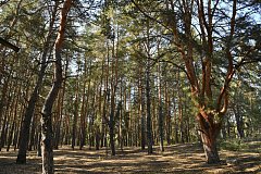 Роман Бусаргин: "На 4 тысячи гектаров увеличилась площадь лесов в Саратовской области"