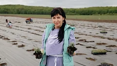 В Саратовской области высадили лавандовые поля