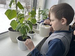 Маленькие огородники, большой урожай: как на Экостанции растят огурцы… на подоконнике