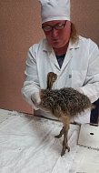 В Новобурасском районе ветеринары помогли страусенку