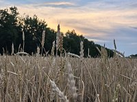 В Саратовской области предложили давать бесплатные участки в селах ИТ-специалистам