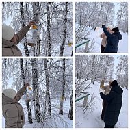 Поддерживают птичек зимой