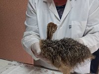 В Новобурасском районе ветеринары помогли страусенку