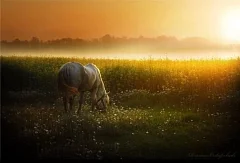 22 мая – Никола Вешний. Травный день