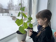 Маленькие огородники, большой урожай: как на Экостанции растят огурцы… на подоконнике