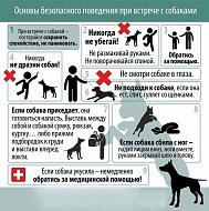 Безопасность при встрече с собаками