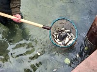 Молодь сазана здорова и отлично пополнит акваторию Волги