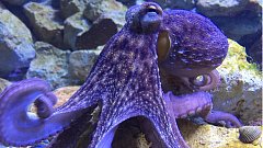 Всемирный день осьминога