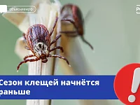 Клещи проснутся рано из-за тёплой зимы, предупреждает Роспотребнадзор