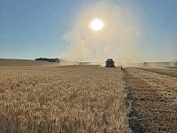 В Новобурасском районе активно ведется уборка урожая зерновых и зернобобовых культур