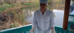 Молодь сазана здорова и отлично пополнит акваторию Волги