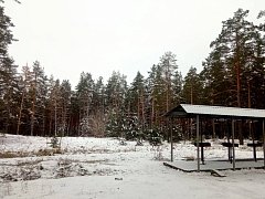 Сохранение лесов в рамках национального проекта «Экологическое благополучие».