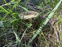 Вслед за Красной книгой РФ в Саратовской области предложили защитить еще одну категорию редких объектов