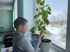 Маленькие огородники, большой урожай: как на Экостанции растят огурцы… на подоконнике