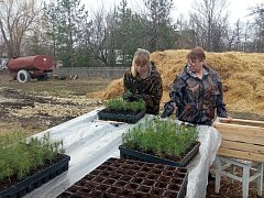 Осенью в Саратовской области планируют высадить более 1,5 тысячи га леса