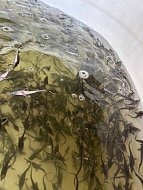 В Новобурасском районе созданы благоприятные условия для рыбоводства