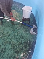 В Новобурасском районе созданы благоприятные условия для рыбоводства