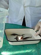 В Новобурасском районе созданы благоприятные условия для рыбоводства