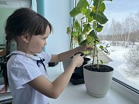 Маленькие огородники, большой урожай: как на Экостанции растят огурцы… на подоконнике