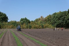 ️ Саратовские лесхозы ведут подготовку к предстоящей высадке деревьев на территории Саратовской области