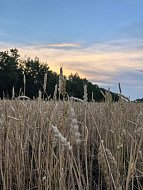 В Саратовской области предложили давать бесплатные участки в селах ИТ-специалистам