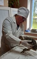 В Новобурасском районе ветеринары помогли страусенку
