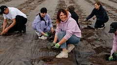 В Саратовской области высадили лавандовые поля